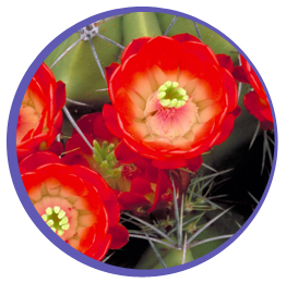 Psychoterapia rodzinna